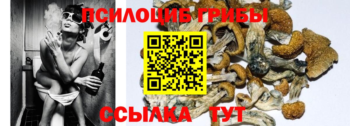Псилоцибиновые грибы GOLDEN TEACHER  Вход с VPN  Сертолово 